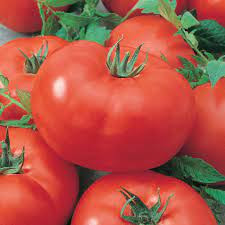 Tomato