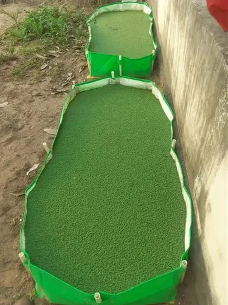 360 GSM HDPE Azolla Bed, Packaging Type: Polyethylene