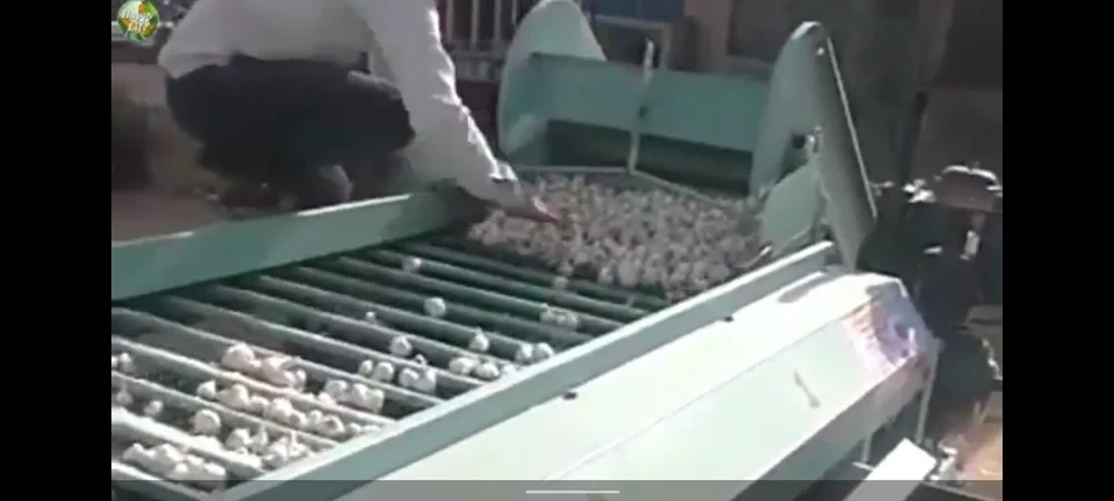 Semi Automatic GARLIC GRADING AND SORTING MACHINE, 2000 kg/hr