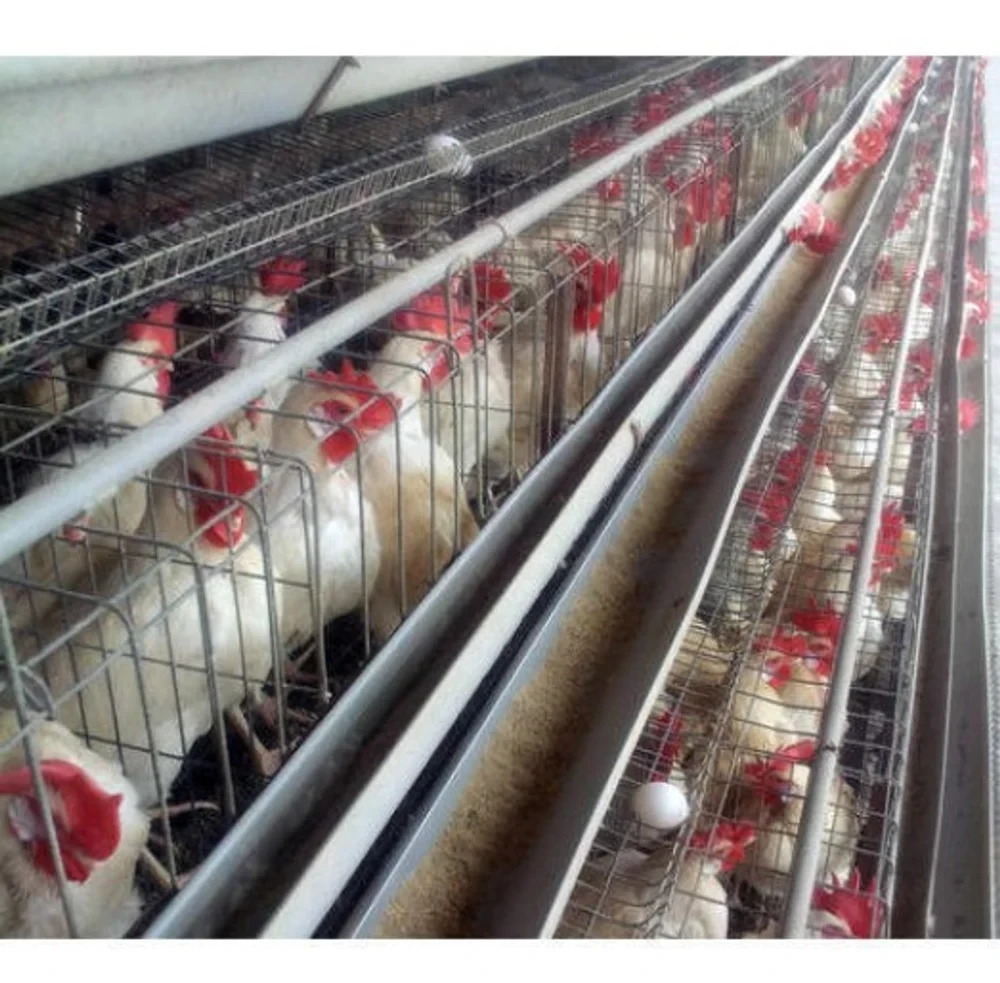 Chicken Brooder Cage, For Poultry Farm