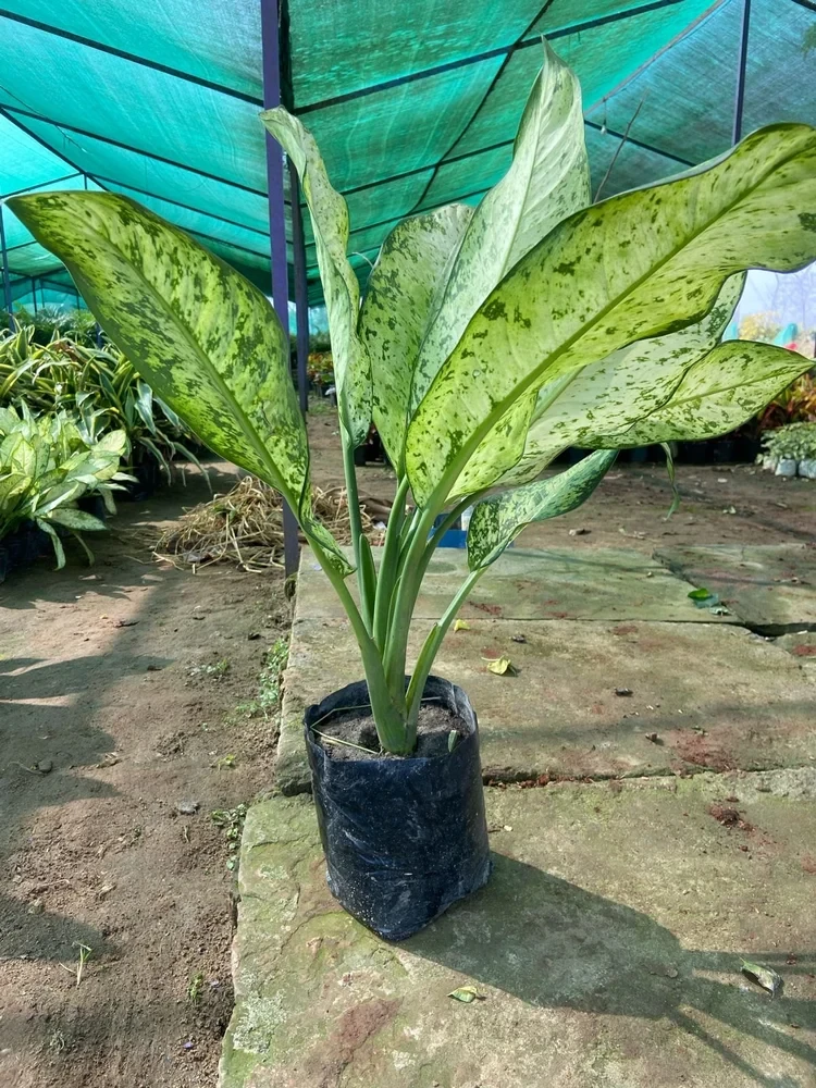 Well Drained Aglaonema Indoor Plant