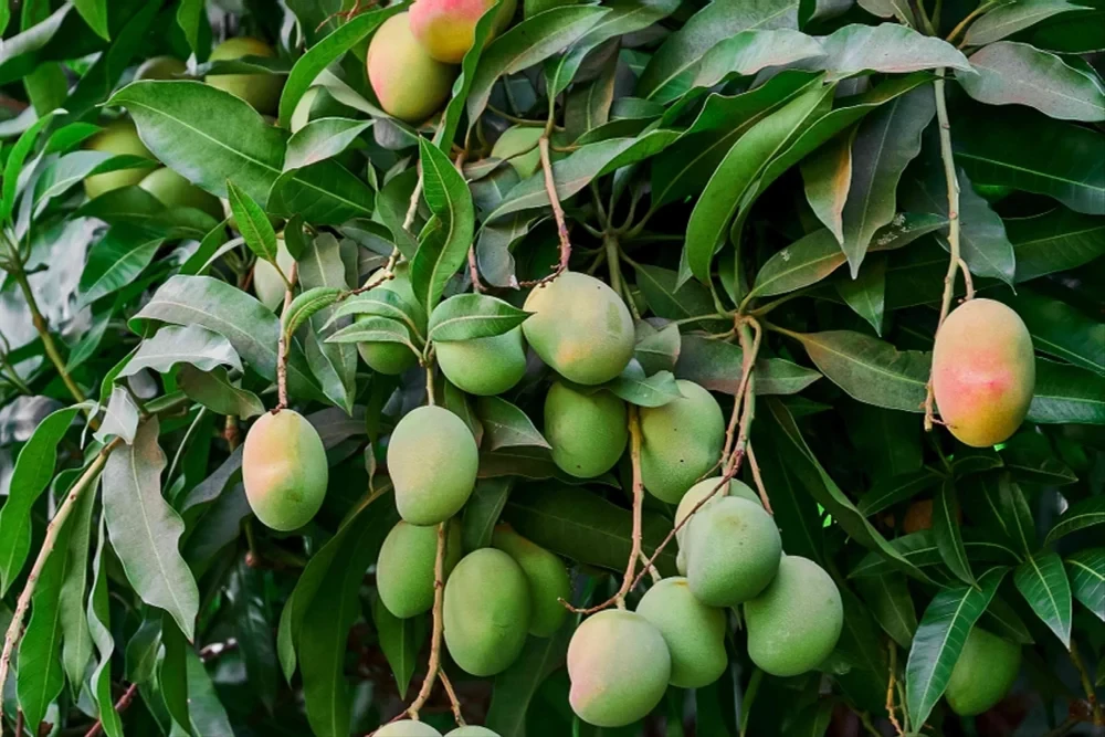 Well Watered Yellow Mango Tree, For Fruits