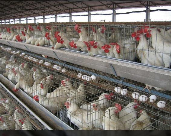 Chicken Birds Mild Steel Poultry Layer Cages