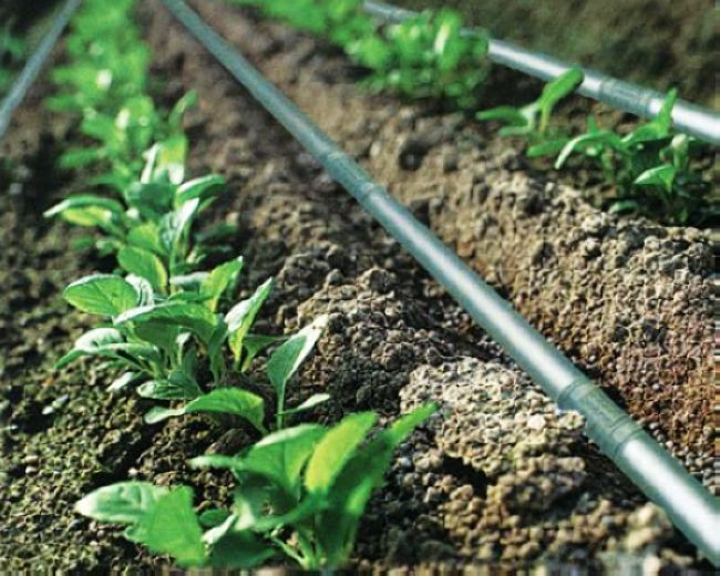 Drip Irrigation System