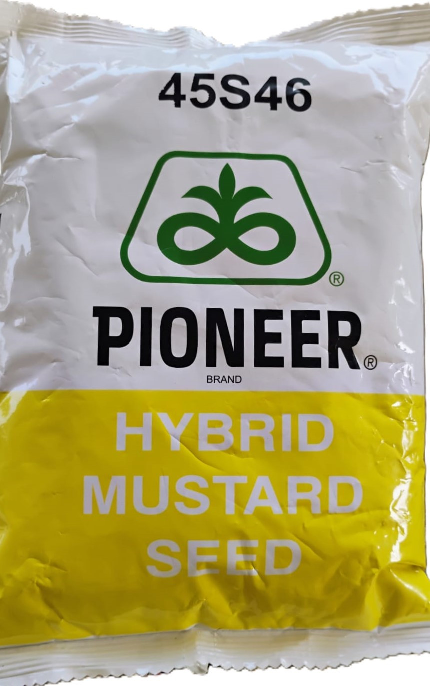 Pioneer Musturd (45S46)