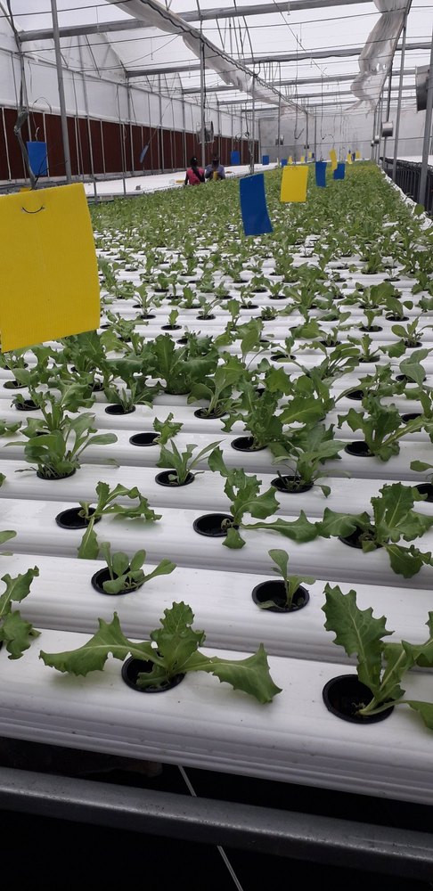 Metal, plastic, electronics Hydroponic Commercial Vegetable Farms, Automatic