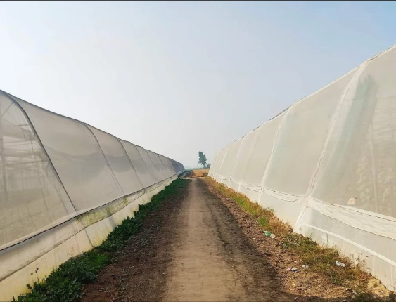 Greenhouse Insect Net