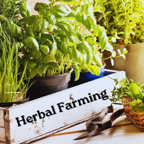 Herbal Farming