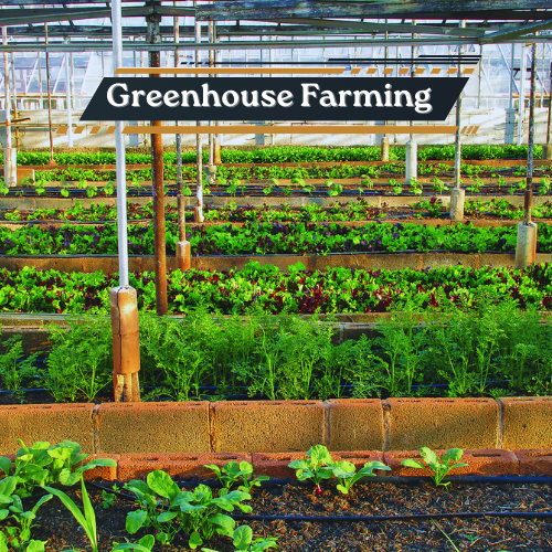 Greenhouse Farming