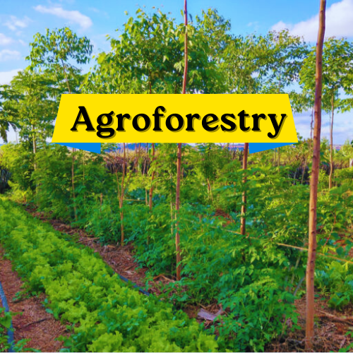  Agroforestry