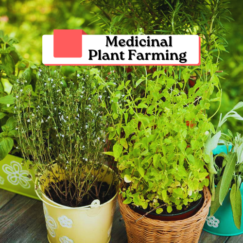 Medicinal Plant Farming