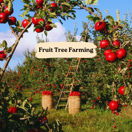 Fruit Tree Farming