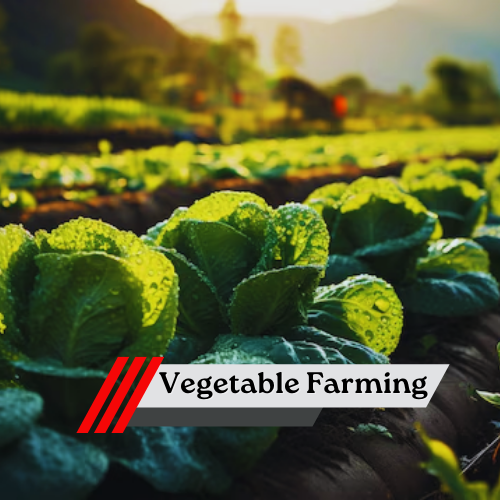 Vegetable Farming