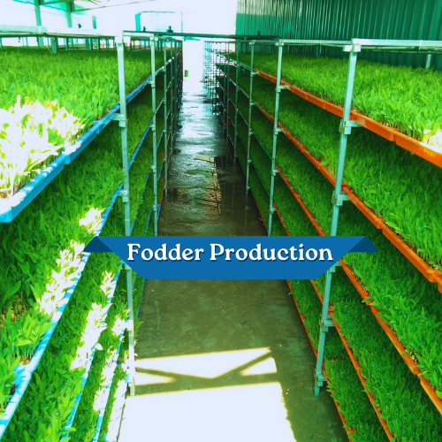 Fodder Production