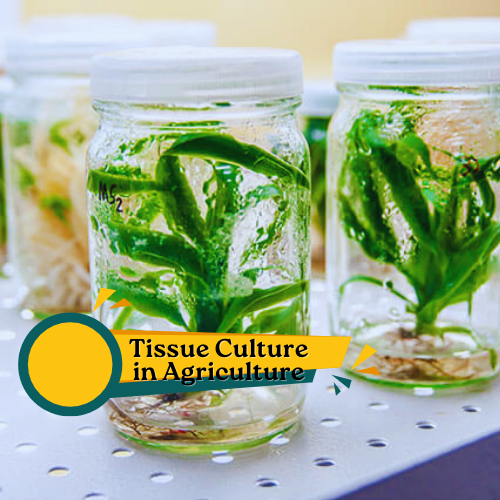 Tissue Culture in Agriculture