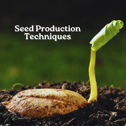 Seed Production Techniques