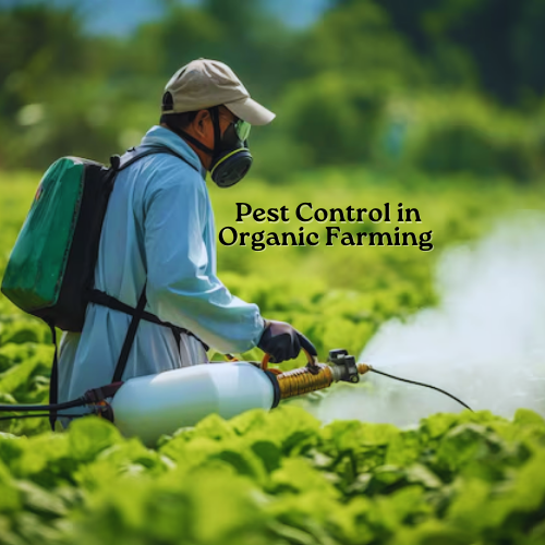 Pest Control in Organic Farming