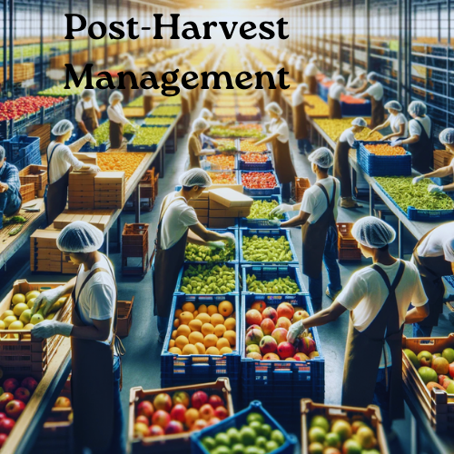 Post-Harvest Management