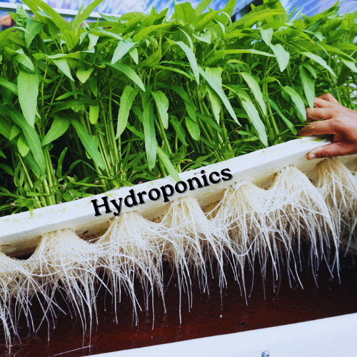 Hydroponics