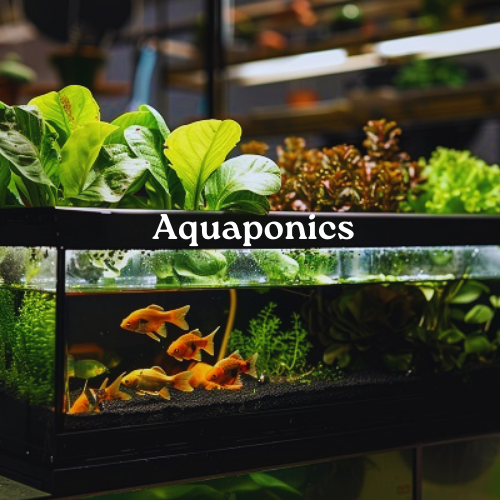 Aquaponics