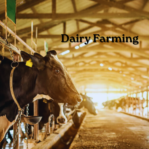 Dairy Farming