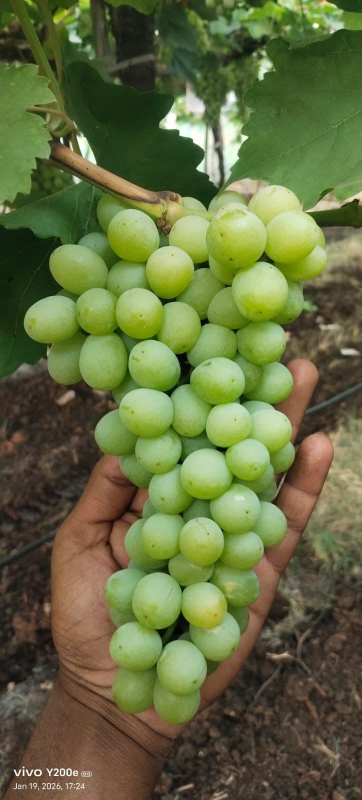 Grapes