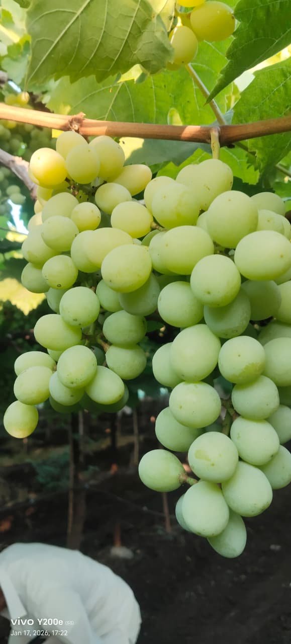 Grapes