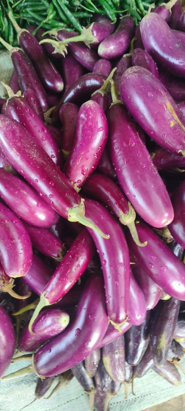 Brinjal