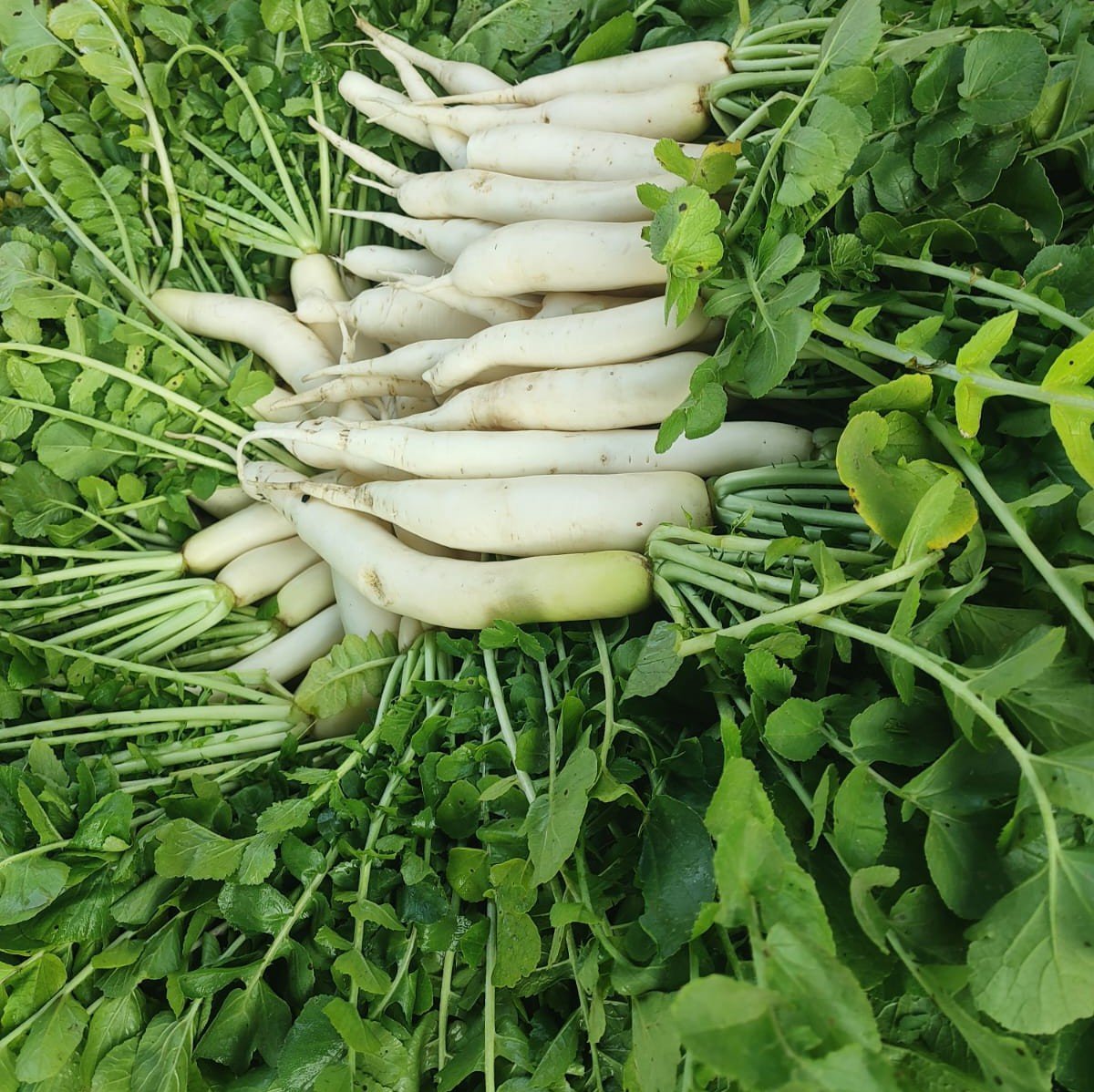Radish