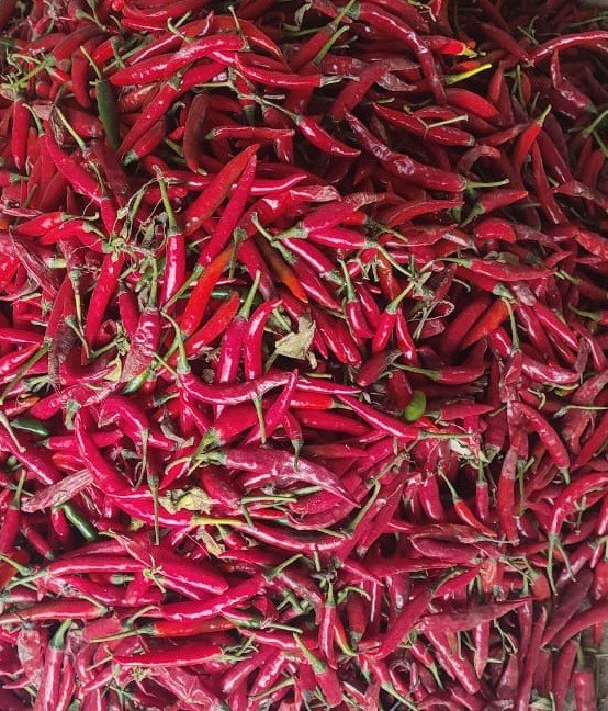 Red chilli