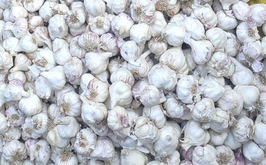 Garlic
